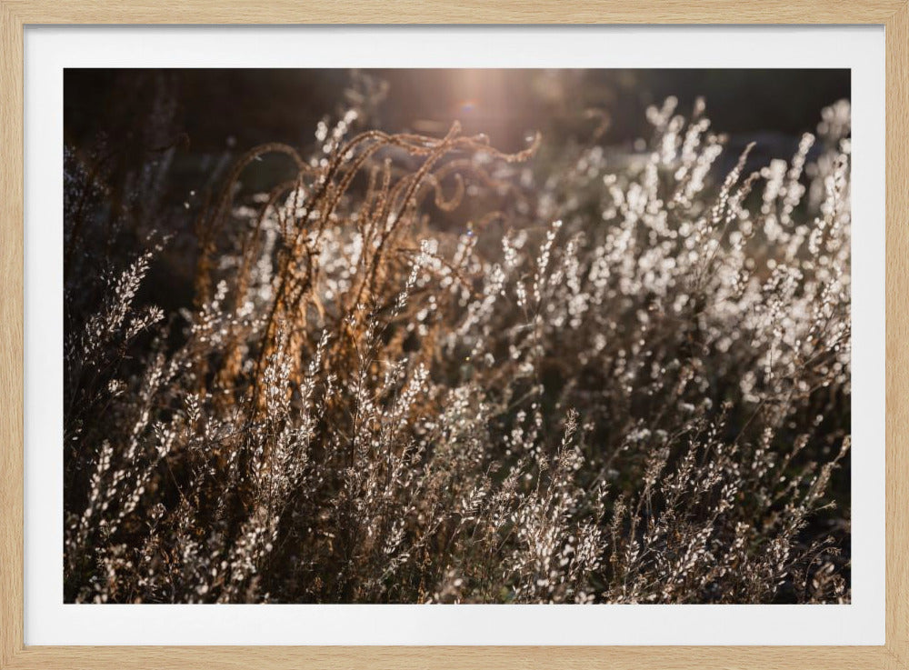 Warm Winter Light 4 | Poster