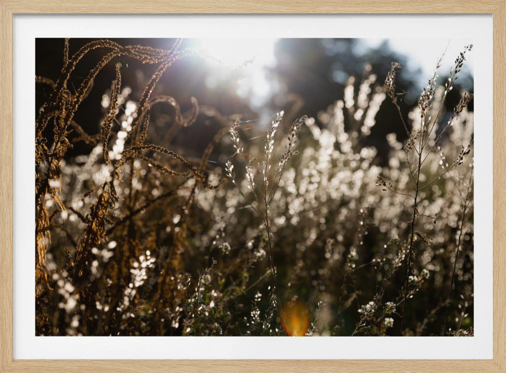 Warm Winter Light 7 | Poster