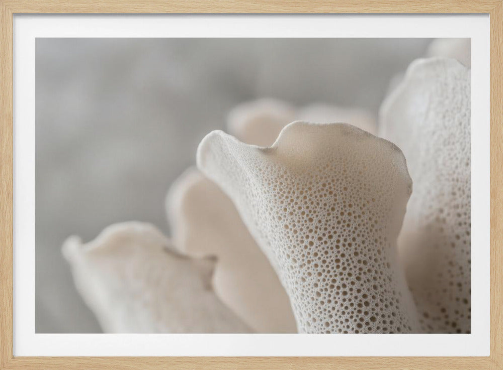 Porcelain Petals | Poster