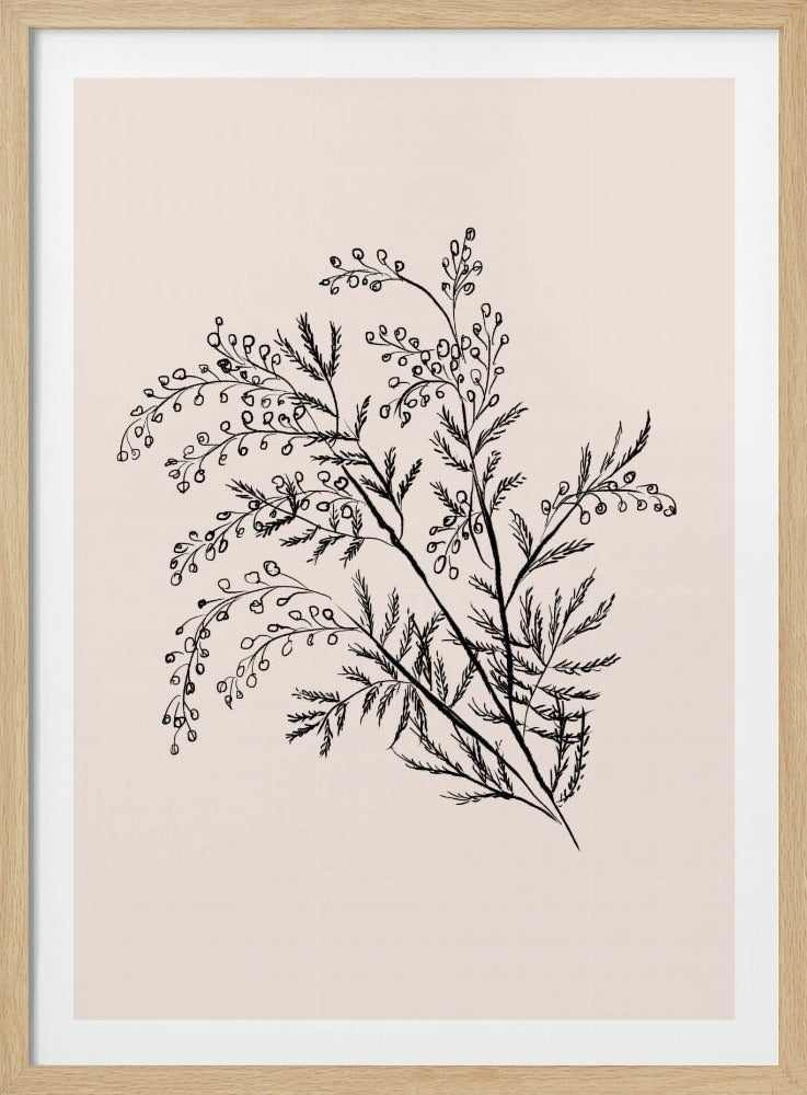 Acacia Botanical Branch | Poster