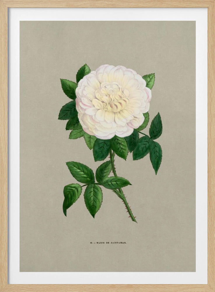 Rose Marie De Saint Jean | Poster