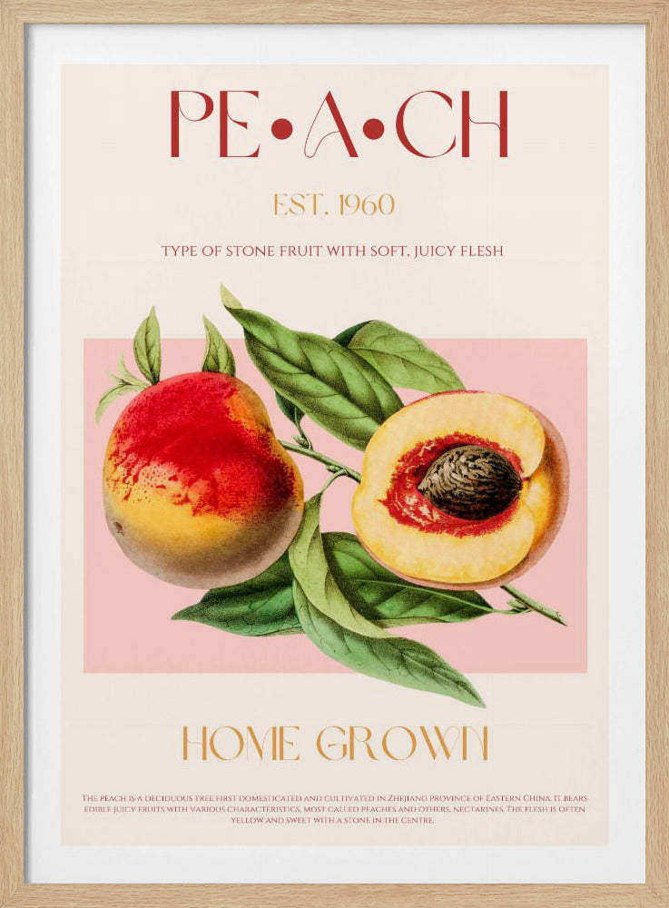 Vintage Style Peach Illustration | Poster
