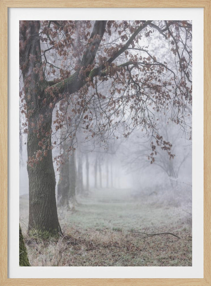 Foggy Winter Morning 3 | Poster