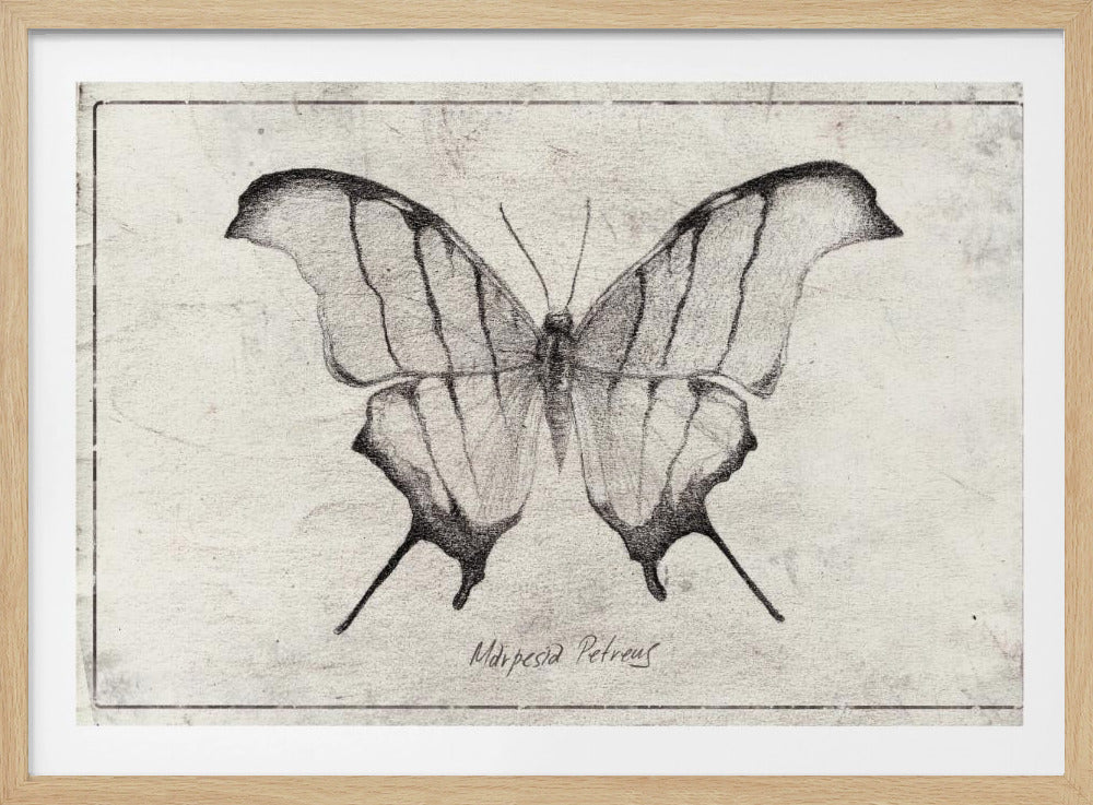 Marpesia Petreus | Poster