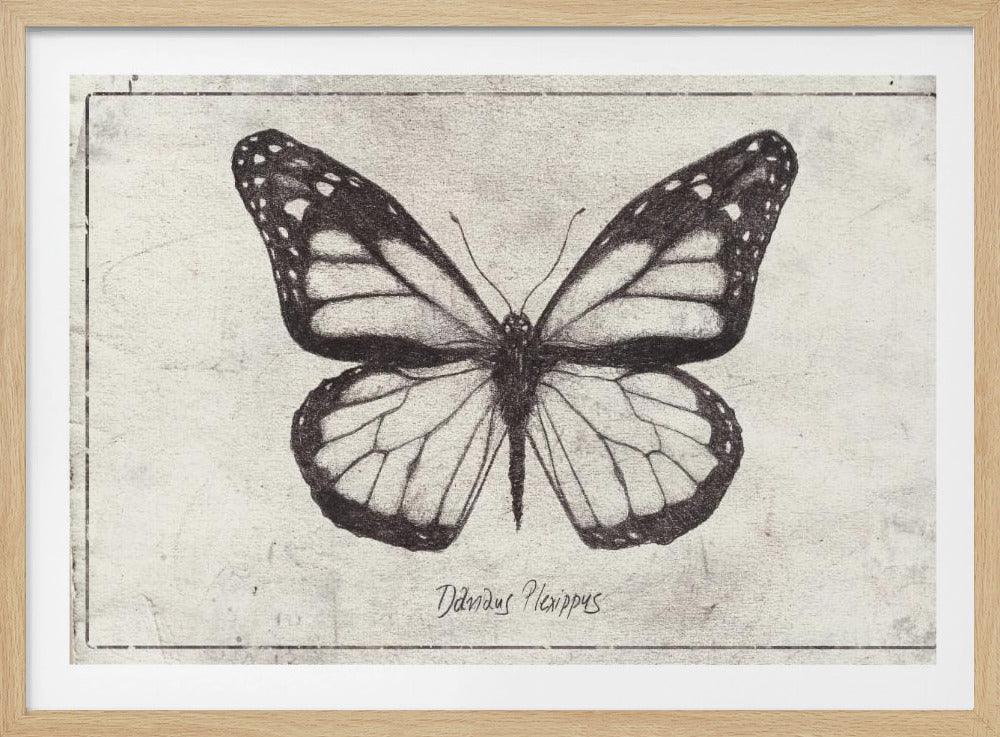 Sketch Of A Monarch Butterfly | Poster