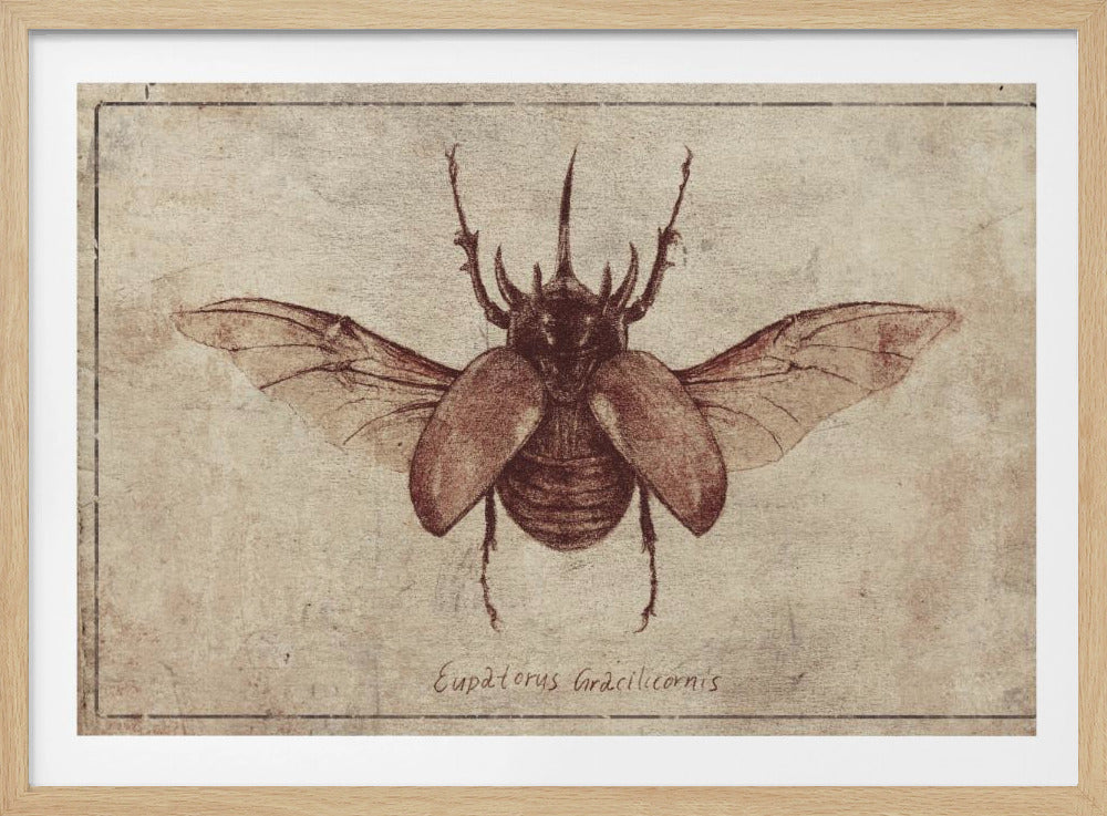 Eupatorus Gracilicornis Copy | Poster