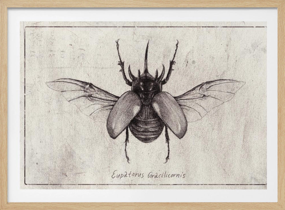Pencil Drawing Of A Eupatorus Gracilicornis Beetle | Poster