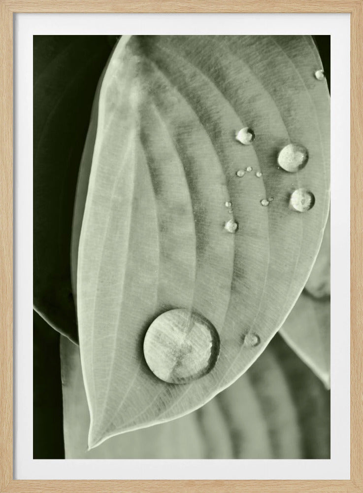 Dew on Leaf Elegance | Poster