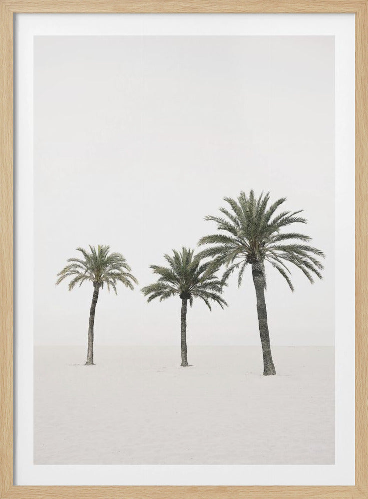 Palms | Poster