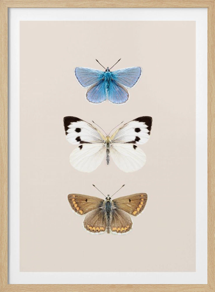 English Butterlies 2 | Poster