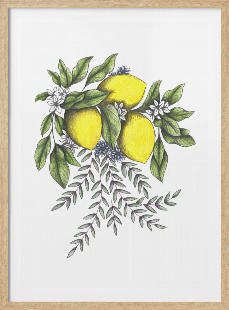 Lemons and Green leaves with Delicate White Blossoms | Poster
