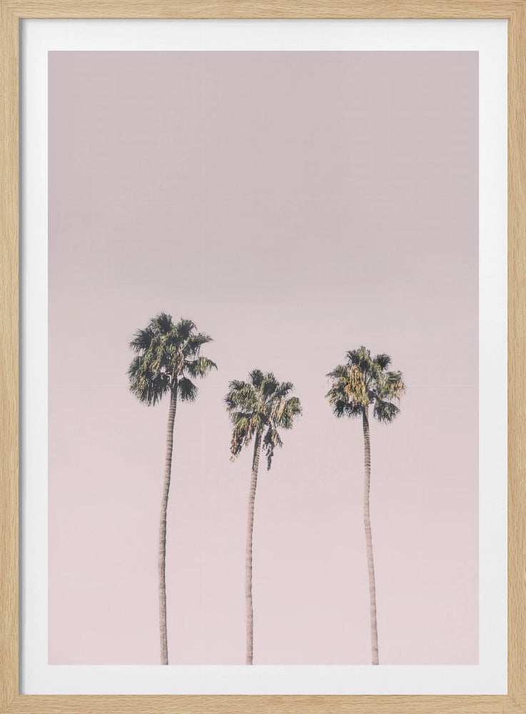 Palms On Pink | Poster