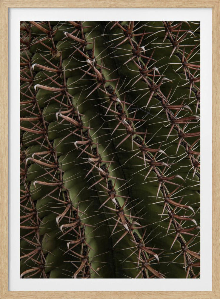 Cactus Showcases | Poster