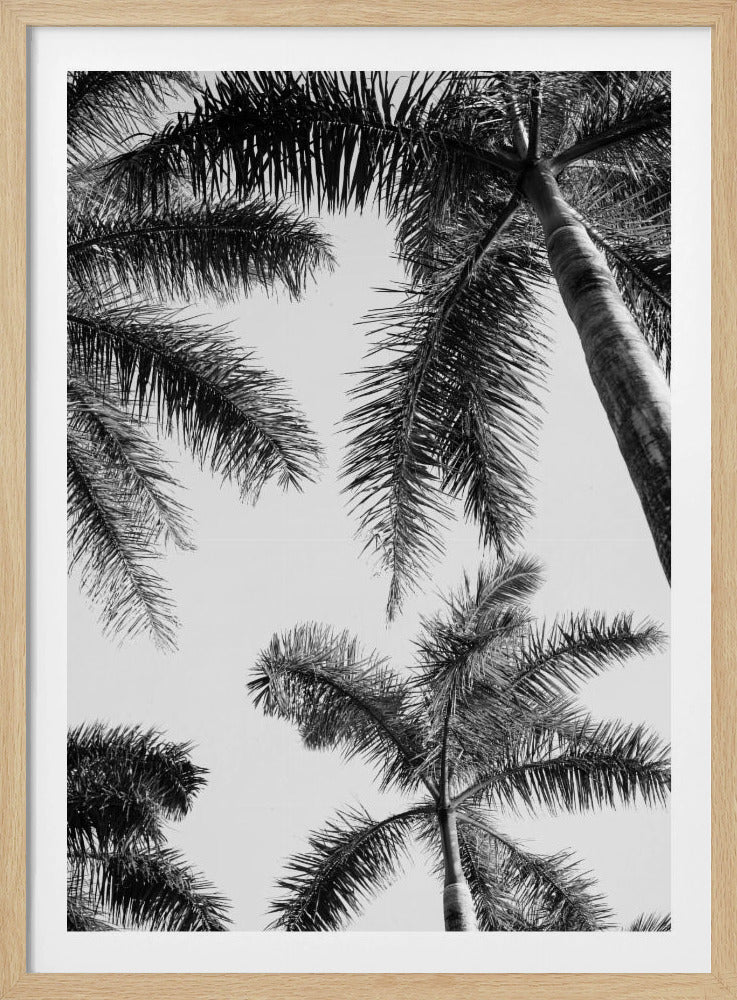 Black And White Palm Tree | Poster