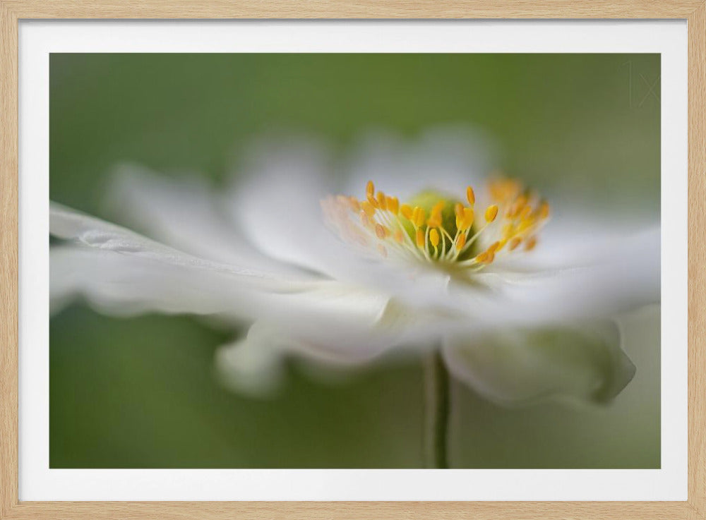 White Anemone | Poster
