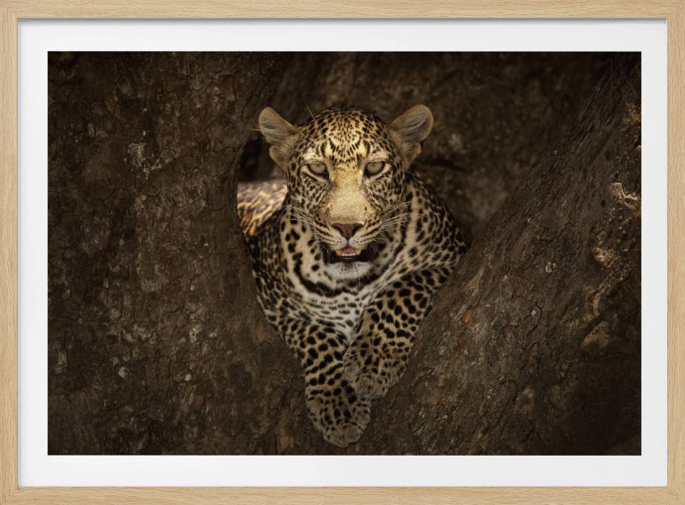 Leopard Resting on a Tree at Masai Mara | Poster