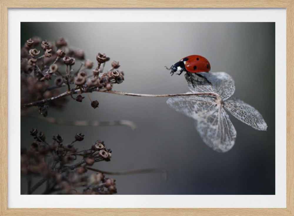 Ladybird on hydrangea. | Poster