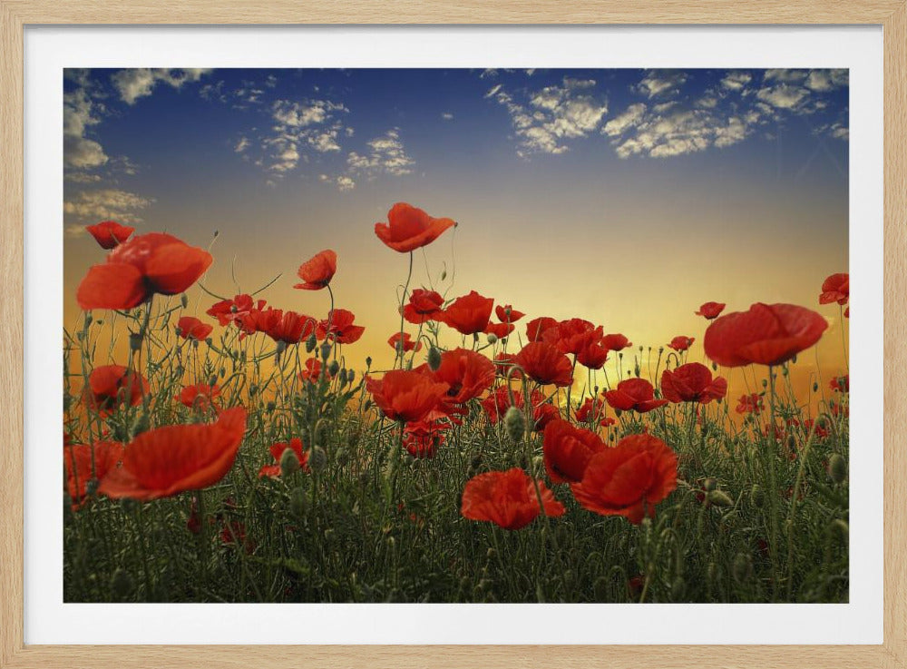 Poppies | Poster