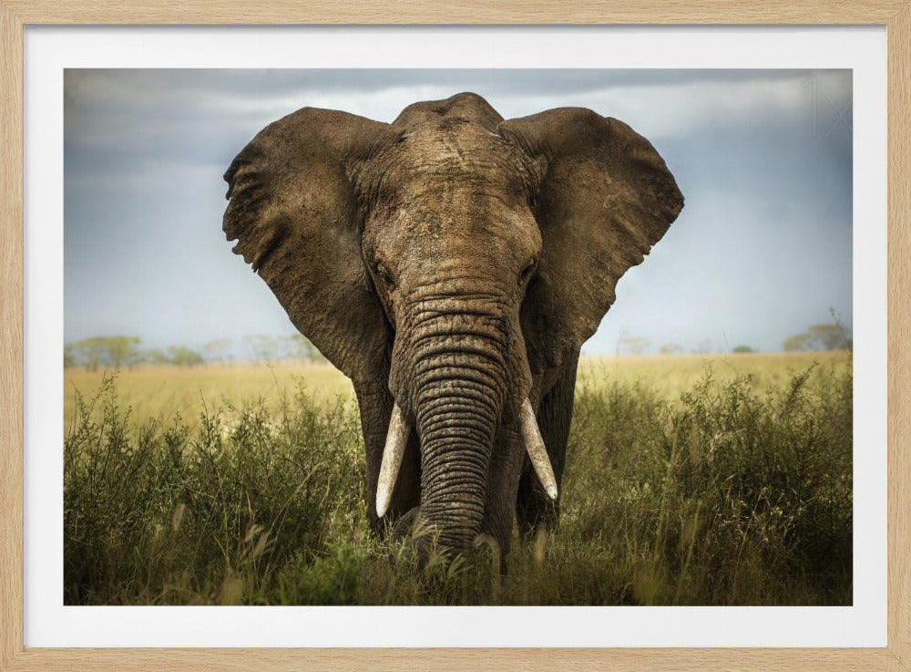 Encounters in Serengeti | Poster