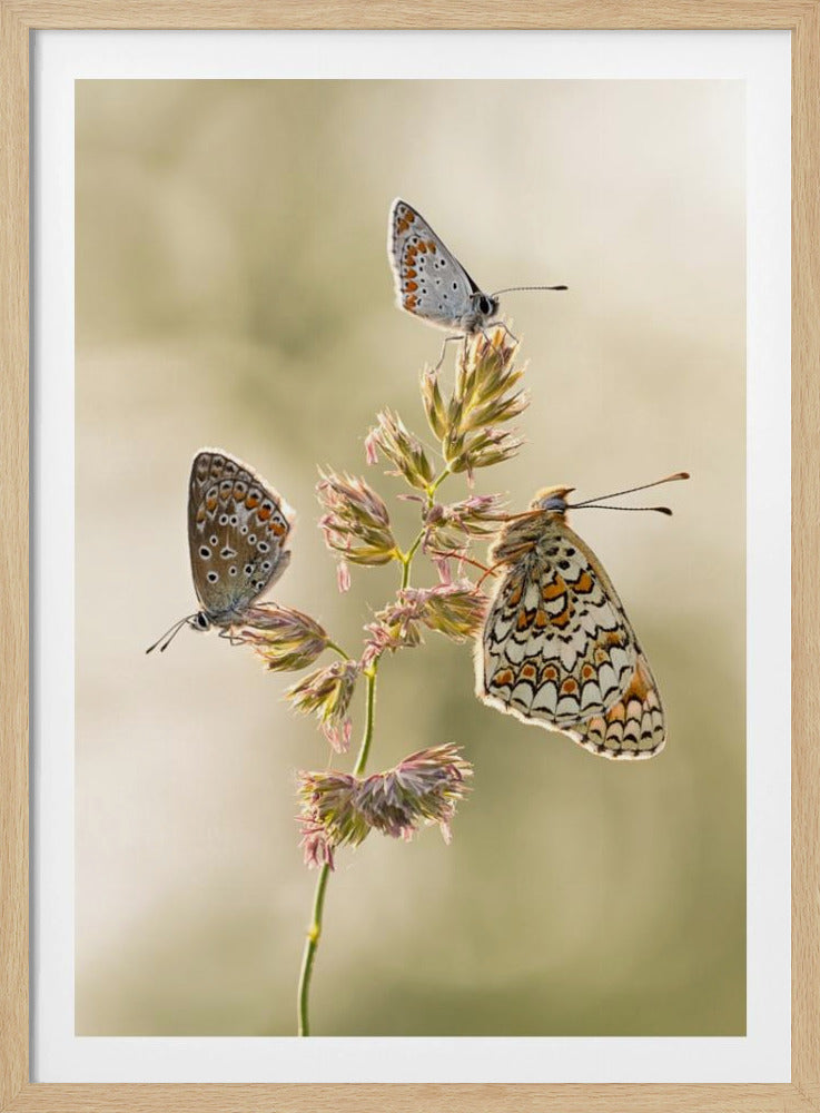 A kind of melting pot | Poster