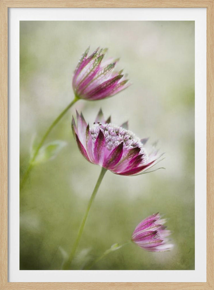 Astrantia | Poster