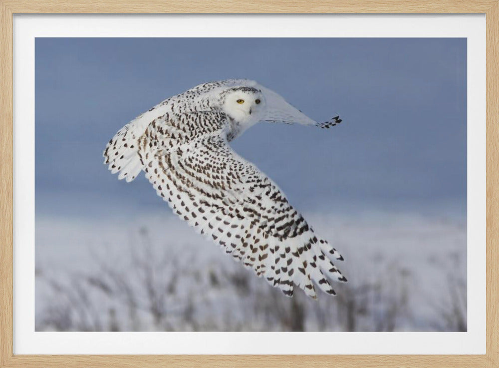 Snowy Owl | Poster