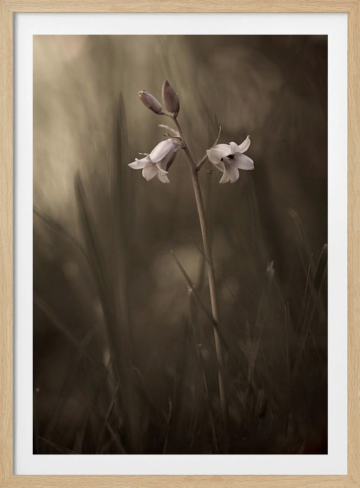 A small flower on the ground | Poster