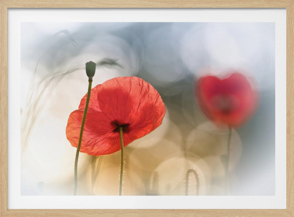 Morning Poppies | Poster