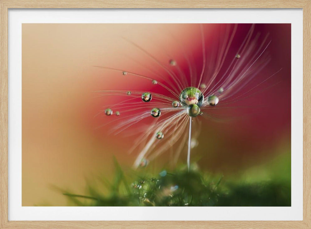 Red Morning | Poster