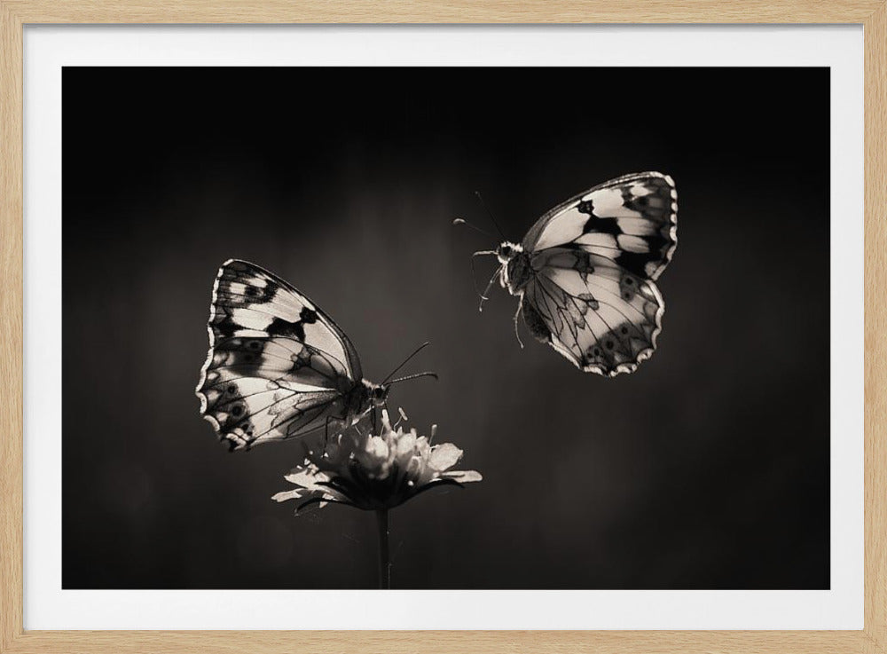 Medioluto norteña | Poster