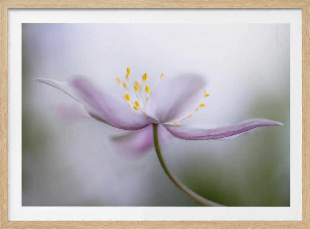 Nemorosa*** | Poster