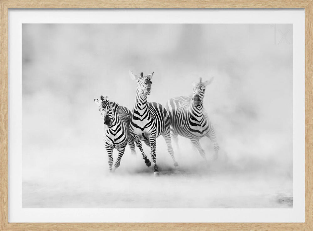 ZEBRAS | Poster