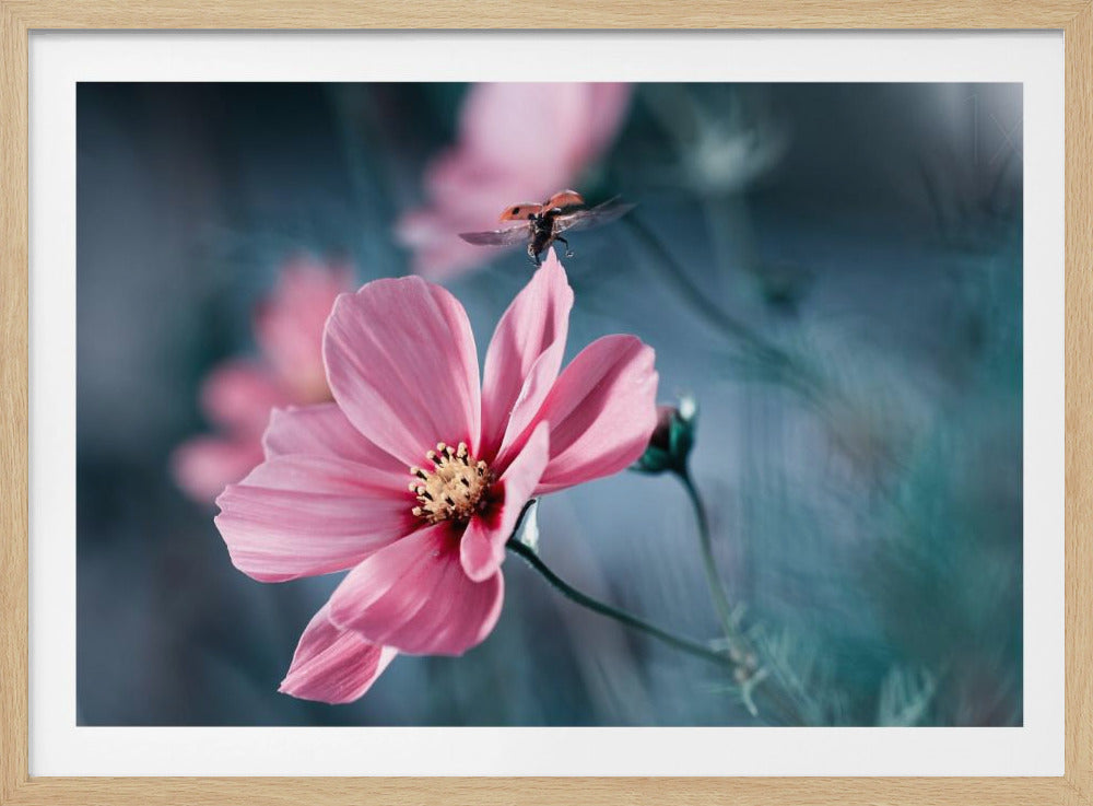 Clair de Terre | Poster