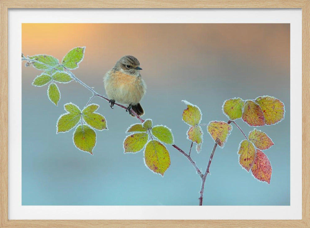 Winter colors | Poster