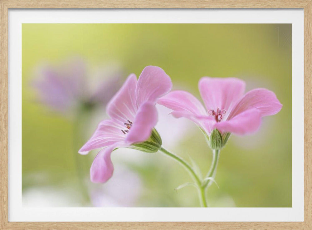 Pink Melody | Poster