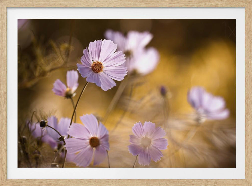 The Lion King | Poster