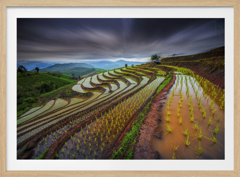 Unseen Rice Field | Poster