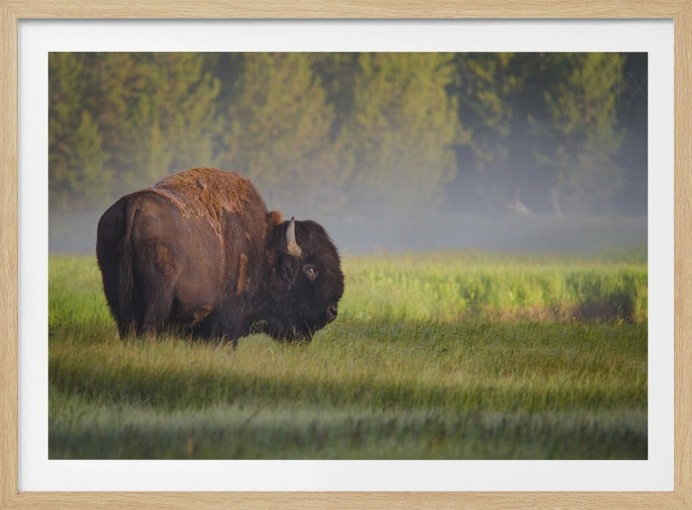 Bison in Morning Light | Poster