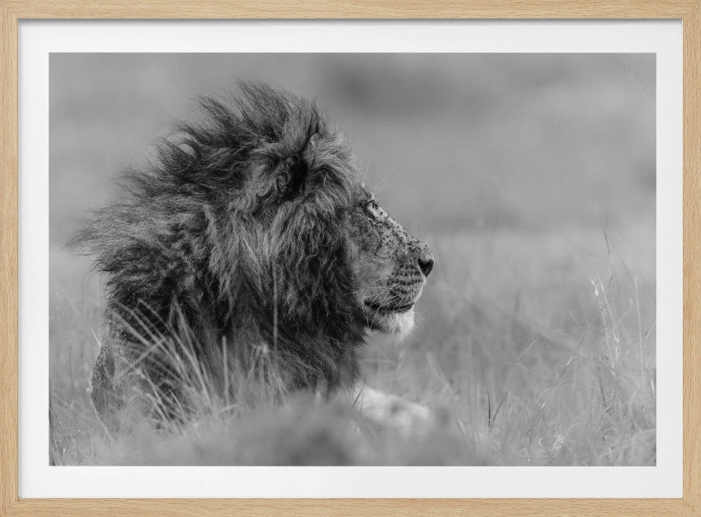 The king is alone | Poster