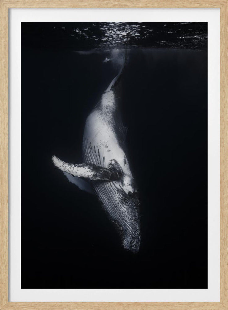 Black Whale | Poster