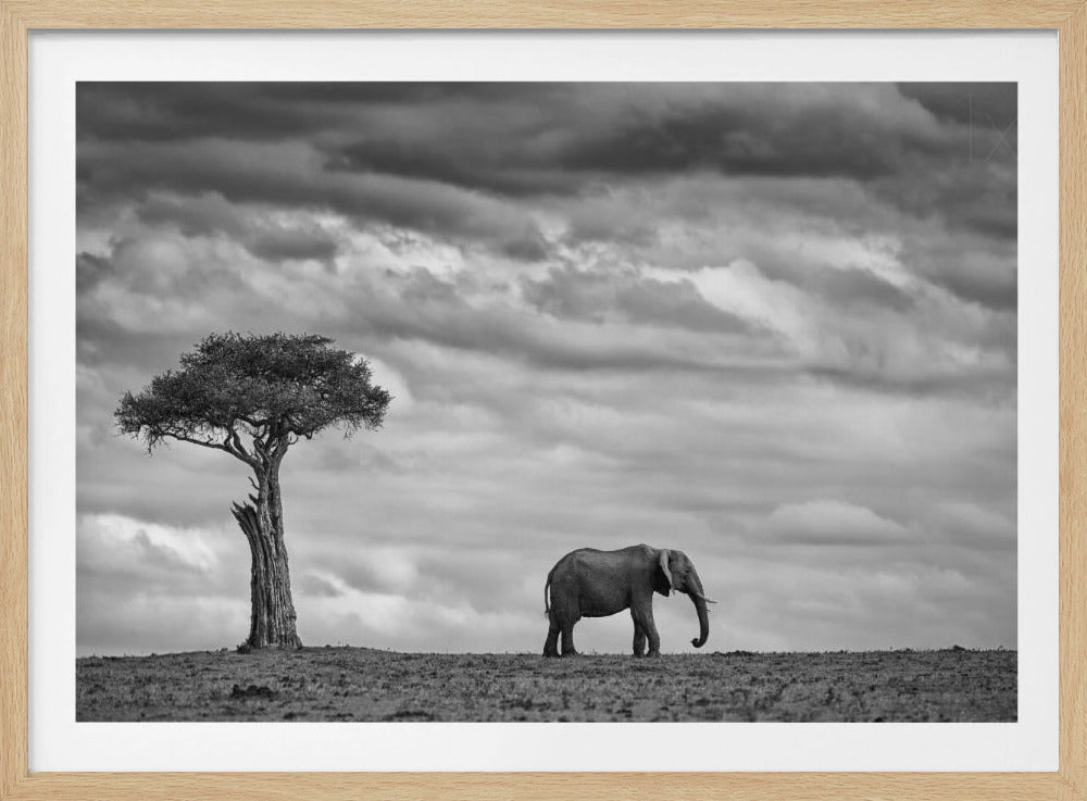 Elephant Landscape | Poster