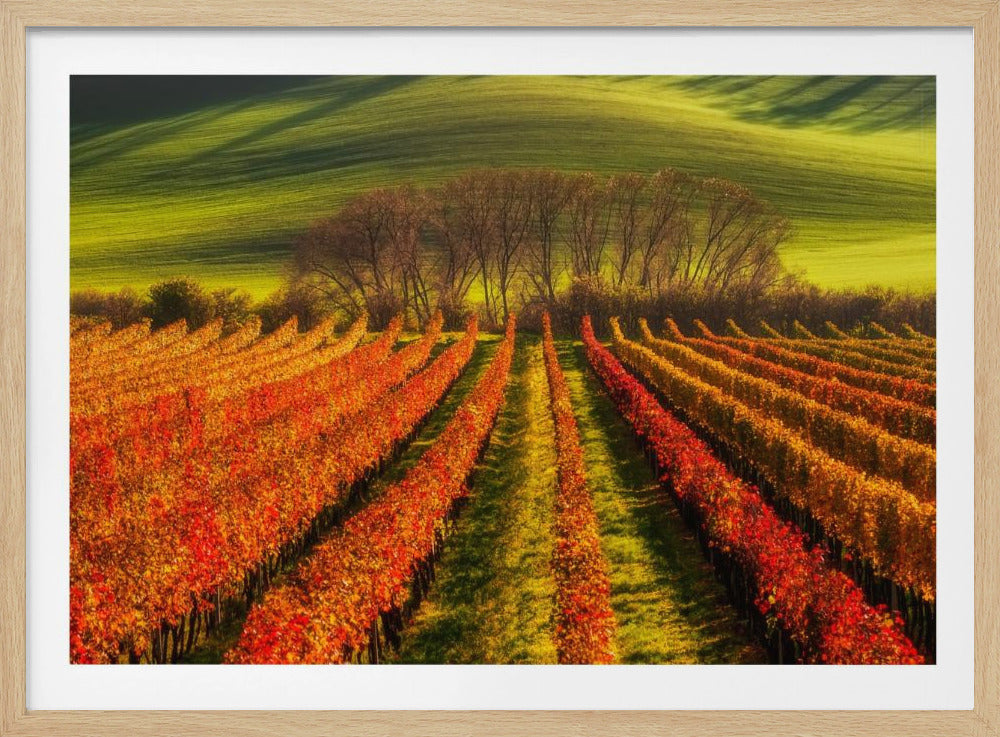 vine-growing | Poster