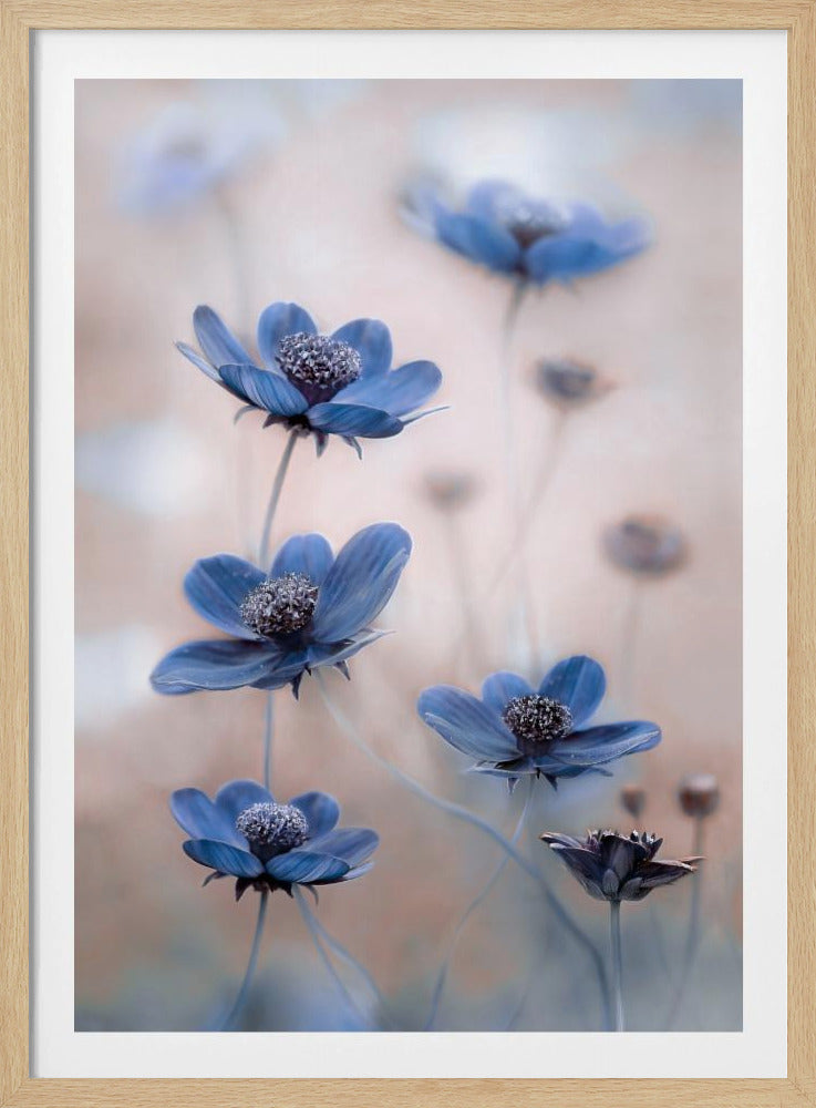 Cosmos blue | Poster