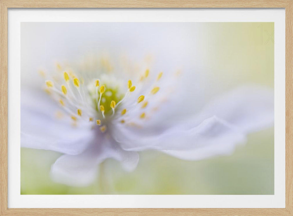 Anemone Beauty | Poster