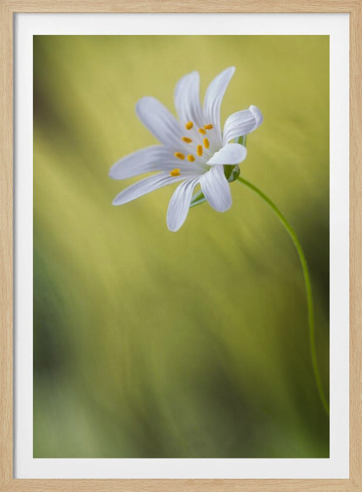 Stitchwort | Poster