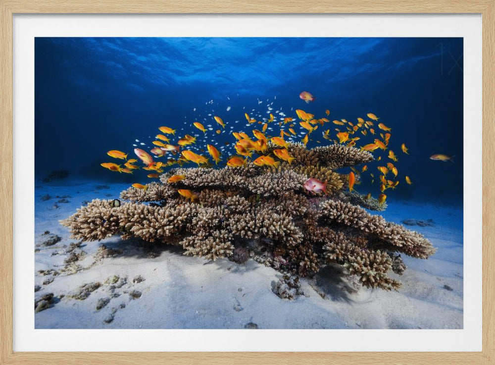 Marine Life | Poster