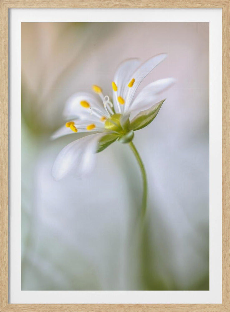 Stitchwort soft | Poster