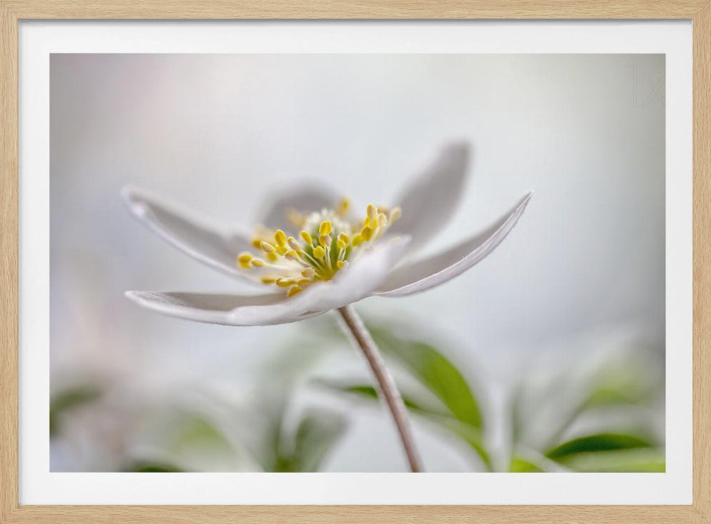Wood Anemone | Poster