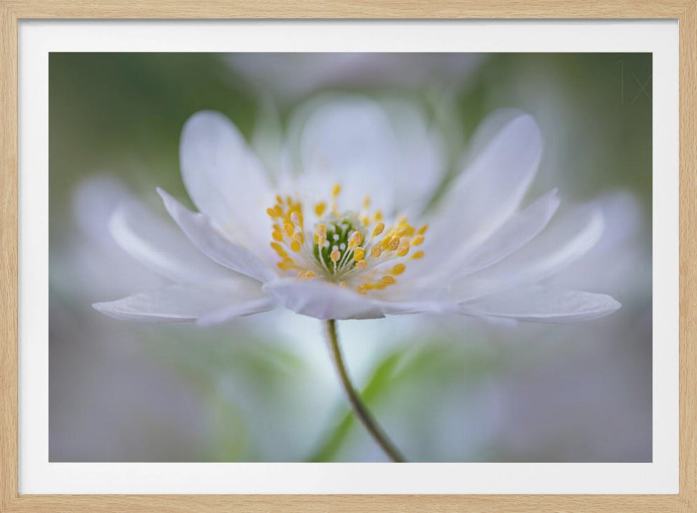 Nemorosa Nirvana | Poster