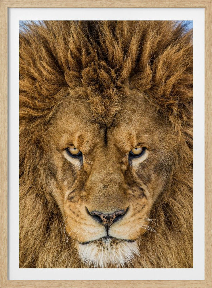 Serious Lion | Poster